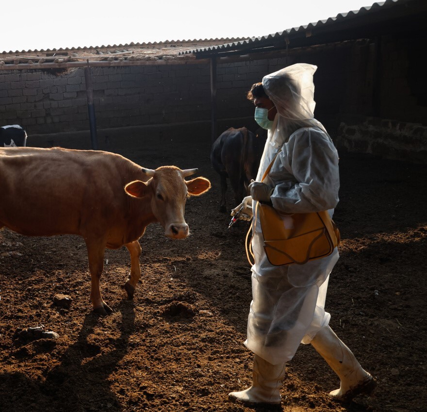 سویه جدید تب برفکی در خراسان رضوی، بازار دام مشهد ۲۸ روز تعطیل شد