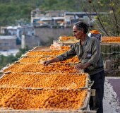 نبود صنایع تبدیلی موجب ازدست رفتن ارزش افزوده و صادراتی آلو شده است