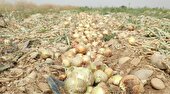 برداشت پیاز در رشتخوار خراسان رضوی افزایش یافت