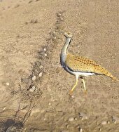 پناهگاه یا قتلگاه