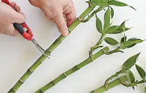 استقبال سبز از بهار